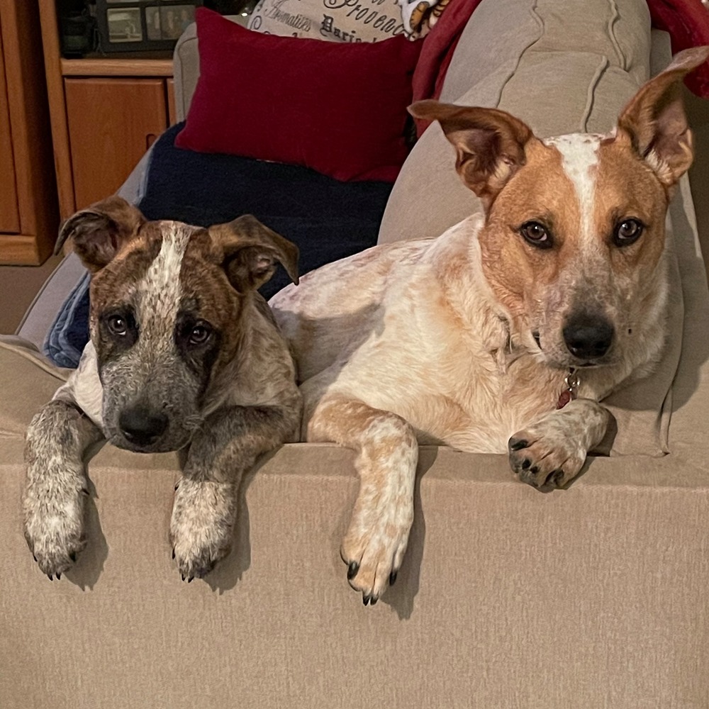 Meet your Posher, Simon